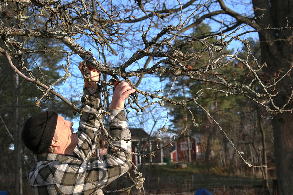 Skötsel av fruktträd